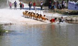 Asırlık Bir Yörük Geleneği: Sudan Koyun Geçirme Etkinlikleri Hangi İlimizde Düzenleniyor?