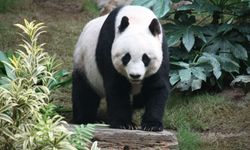 Tüm dünyadaki toplam dev Panda nüfusu ne kadardır?