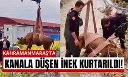 Kahramanmaraş’ta İnek Sulama Kanalına Düştü!