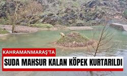 Kahramanmaraş'ta Köpek Suyun Ortasında Çaresiz Kaldı!