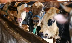 Kahramanmaraş’ta 2026 Kurban Bayramı Öncesi Fiyatlar Netleşti!