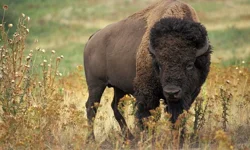 ABD tarihinin kara lekesi: Kızılderilileri aç bırakmak için bizonların katledilmesi