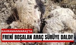 Kahramanmaraş'ta Araç Sürüye Çarptı: 5 Hayvan Telef Oldu