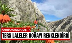 Kahramanmaraş’ta Bahar Mucizesi: Ters Laleler Açtı