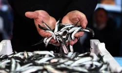 Türkiye'de en çok avlanan balıklar 2023! 273 bin tonluk dev üretim!