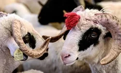 Kurban Bayramı Hicri Takvime Göre Hangi Aydadır? 2026 Kurban Bayramı Hangi Gün?