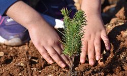 Kahramanmaraş Şehitleri İçin İstanbul’da 1000 Fidan Toprakla Buluştu
