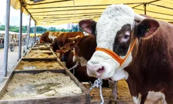 Kurban Bayramı Öncesi Fiyat Şoku: Kahramanmaraş Merkez Kurbanlık Fiyatları