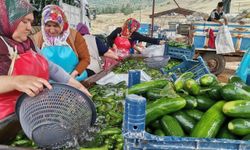 Kahramanmaraş'tan Türkiye'ye Salatalık Sevkiyatı Başladı