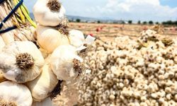 Kahramanmaraş'ta Sarımsak Hasadı Başladı! 15 Bin Tonluk Dev Rekolte Bekleniyor