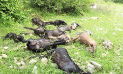 Kahramanmaraş’ta Kurt Sürüye Daldı: 6 Koyun Telef Oldu!