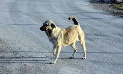 Kahramanmaraş’ta Sokak Köpeğine Yapılanlar Tepki Çekti! Şüpheli Yakalandı