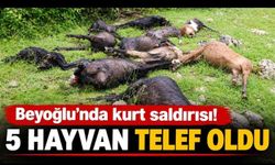 Kahramanmaraş Türkoğlu’nda Kurt Saldırısı Dehşeti: 1 Buzağı ve 4 Keçi Telef Oldu!