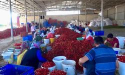 Kahramanmaraş’ta Maraş Biberinde Hasat Başladı: Hedef 50 Bin Ton