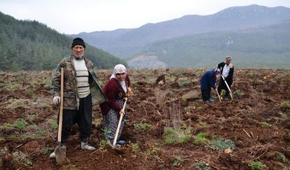 Kahramanmaraş'ta trüf mantarı bahçesi kuruldu