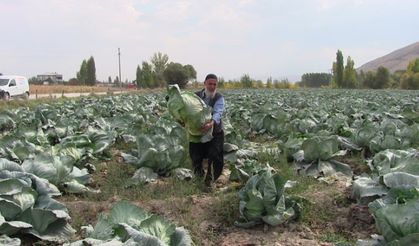 Elbistan lahanası için coğrafi işaret çalışması başlatıldı