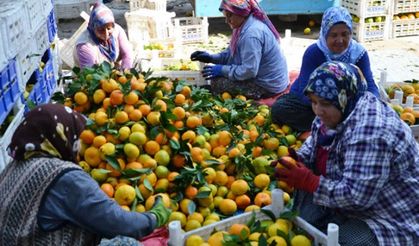 Kahramanmaraş'ta mandalina hasadı başladı