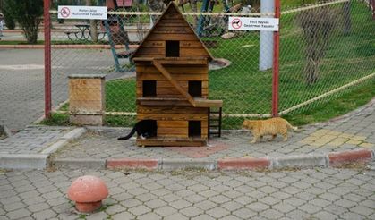 Kahramanmaraş'ta Kedi Evi Projesi hayata geçirildi