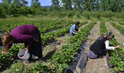 Kahramanmaraş'ta çilek bahçesi kuran girişimci iş kadını oldu