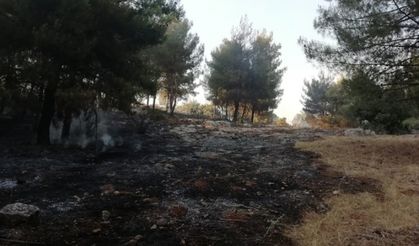 Kahramanmaraş'ta anız yakılması sonucu alevler ormana sıçradı