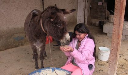 Kahramanmaraş'ta işkence edildiği iddia edilen eşek geçici olarak 10 yaşındaki çocuğa verildi