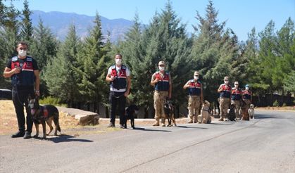 Kahramanmaraş'ta görev yapan 7 hassas burunlu köpek, jandarmanın en büyük yardımcısı