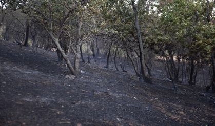 Kahramanmaraş'ta ormanda çıkan yangında 3 hektar alan zarar gördü!