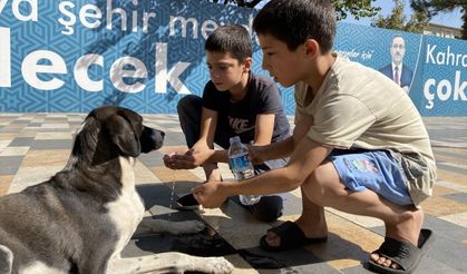 Kahramanmaraş'ta otomobilin çarptığı köpeğe çocuklar sahip çıktı!