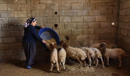 Kahramanmaraş'ta girişimci kadın Mikro kredi sayesinde çiftliğe sahip oldu!