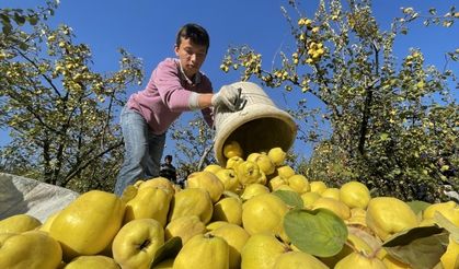 Kahramanmaraş'ta yetişen ayva bir çok ülkeye ihraç ediliyor!