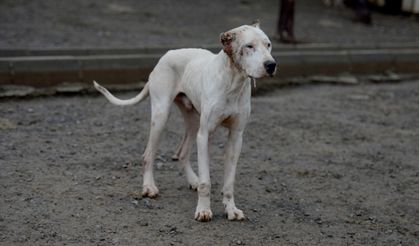 Kahramanmaraş'ta yasaklı ırk olarak bilinen 79 köpek yakalandı!