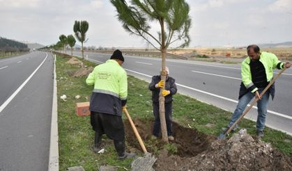 Türkoğlu Belediyesi Kahramanmaraş--Nurdağı arası orta refüjlere Fıstık çamı dikiyor