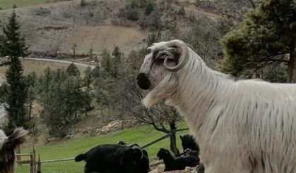 Kahramanmaraş’ta küçükbaş hayvan sayısı geçen yıla göre artışta!