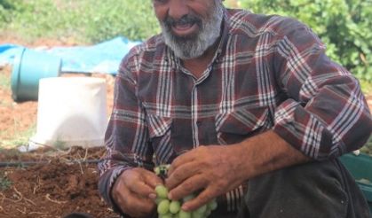 Kahramanmaraş'ta üzüm hasadı başladı!