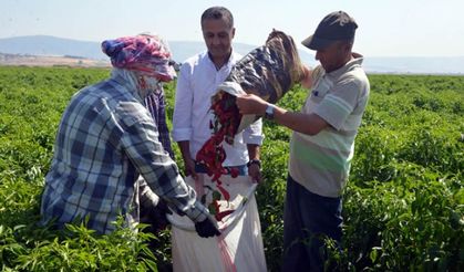 Biber kimin' tartışmasında iki şehrin halkı konuştu