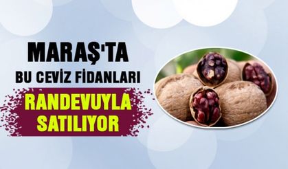 Maraş'ta ceviz fidanları randevuyla satılıyor