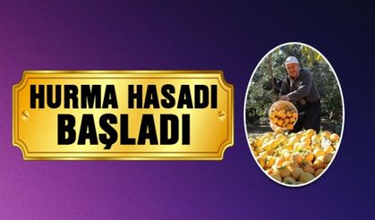 Hurma hasadı başladı