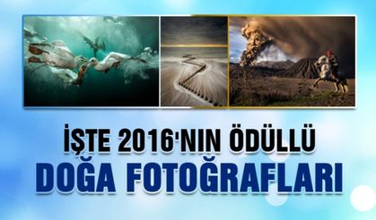 2016'nın ödüllü doğa fotoğrafları