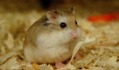 Hamster'in anlamı nedir? TDK'ya göre hamster ne demektir?