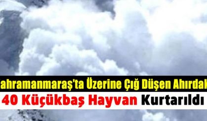 Kahramanmaraş'ta üzerine çığ düşen ahırdaki 40 hayvan kurtarıldı