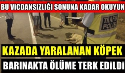 Kahramanmaraş'ta kazada yaralanan köpek, geç müdahale yüzünden öldü!