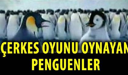 Çerkez Oyunu Oynaya Penguenler