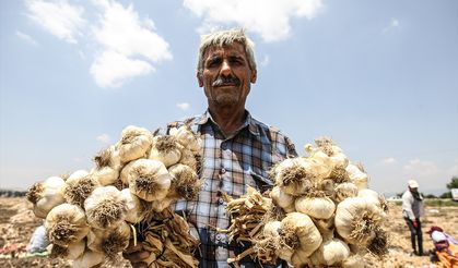 Kahramanmaraş'ta Markalaşma çalışmaları süren Beşçeşme sarımsağında 15 bin ton rekolte bekleniyor