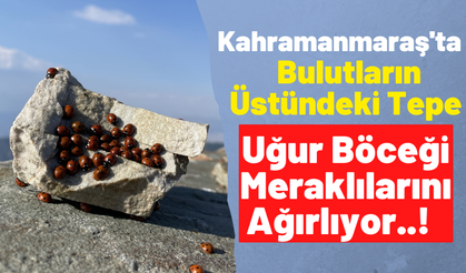 Kahramanmaraş'taki Uludaz Tepesi'ne Doğaseverler Ve Fotoğrafçılar Hayran Kalıyor!