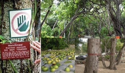 Katil Manchineel Ağacı: Düşen Bir Damla Bile Kötü Sonuçlanabilir !