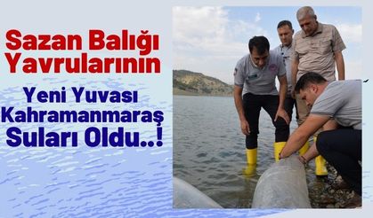 1 Milyon 489 Bin Sazan Yavrusu, Kahramanmaraş Sularına Bırakıldı!