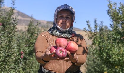 Kahramanmaraş'ın Meşhur Göksun Elmasından 53 Bin Ton Rekolte Bekleniyor!