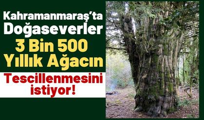 Kahramanmaraş'ta Nesli Tükenmekte Olan Porsuk Ağacı Keşfedildi!