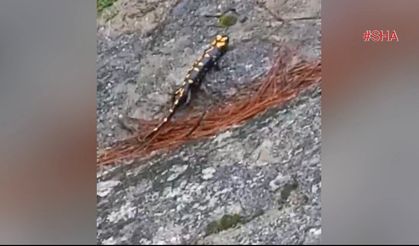 Kahramanmaraş'ta Lekeli Türk Semenderi Görüntülendi!