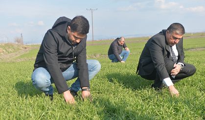 Kahramanmaraş'ta Tarla Farelerine Karşı Zehirli Buğdaylı Mücadele!